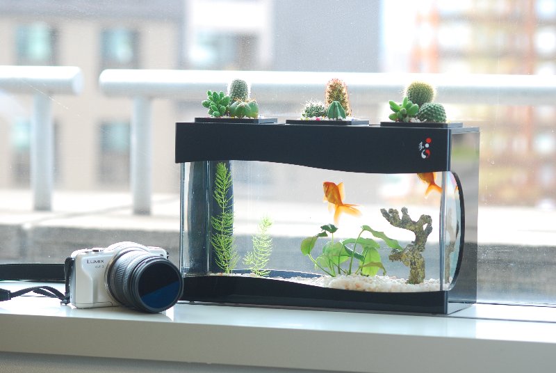 Năm Đinh Dậu – đặt thứ này trong nhà thì tiền dồi dào như nước, đếm mỏi cả tay - Ảnh 4. Năm Đinh Dậu – đặt thứ này trong nhà thì tiền dồi dào như nước, đếm mỏi cả tay - Ảnh 4.