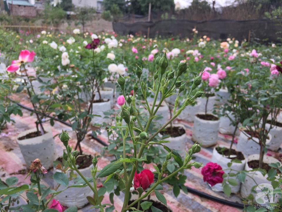 Cận Tết, ghé thăm vườn hồng rộng 900m² với 3000 gốc hồng nở rực rỡ ở ngoại thành Hà Nội - Ảnh 3. Cận Tết, ghé thăm vườn hồng rộng 900m² với 3000 gốc hồng nở rực rỡ ở ngoại thành Hà Nội - Ảnh 3.