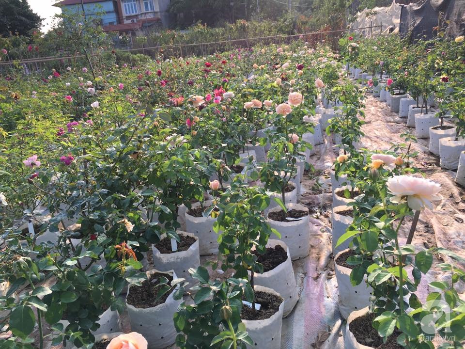 Cận Tết, ghé thăm vườn hồng rộng 900m² với 3000 gốc hồng nở rực rỡ ở ngoại thành Hà Nội - Ảnh 4. Cận Tết, ghé thăm vườn hồng rộng 900m² với 3000 gốc hồng nở rực rỡ ở ngoại thành Hà Nội - Ảnh 4.