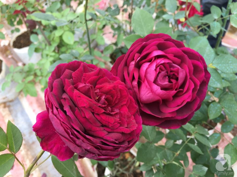 Cận Tết, ghé thăm vườn hồng rộng 900m² với 3000 gốc hồng nở rực rỡ ở ngoại thành Hà Nội - Ảnh 9. Cận Tết, ghé thăm vườn hồng rộng 900m² với 3000 gốc hồng nở rực rỡ ở ngoại thành Hà Nội - Ảnh 9.