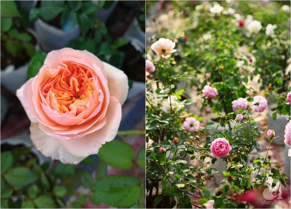 Cận Tết, ghé thăm vườn hồng rộng 900m² với 3000 gốc hồng nở rực rỡ ở ngoại thành Hà Nội - Ảnh 14. Cận Tết, ghé thăm vườn hồng rộng 900m² với 3000 gốc hồng nở rực rỡ ở ngoại thành Hà Nội - Ảnh 14.