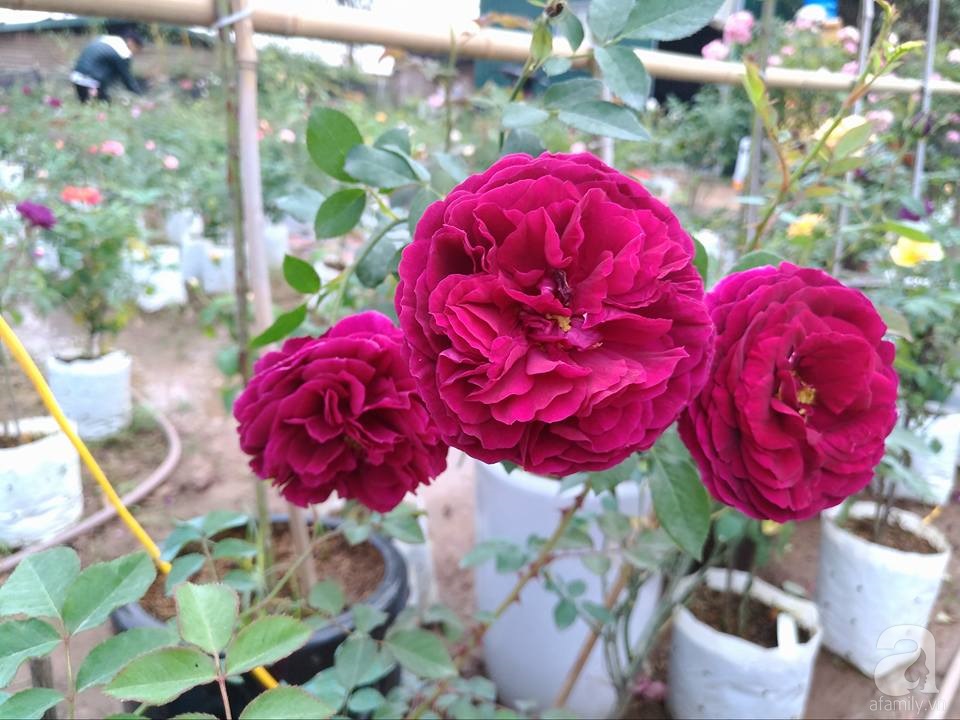 Cận Tết, ghé thăm vườn hồng rộng 900m² với 3000 gốc hồng nở rực rỡ ở ngoại thành Hà Nội - Ảnh 16. Cận Tết, ghé thăm vườn hồng rộng 900m² với 3000 gốc hồng nở rực rỡ ở ngoại thành Hà Nội - Ảnh 16.