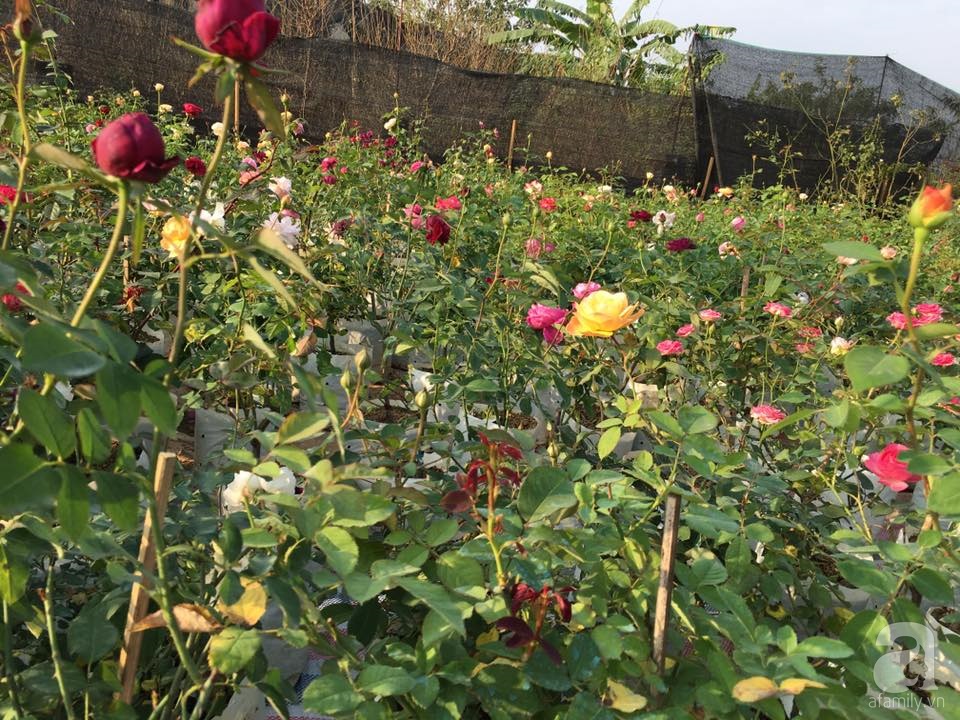 Cận Tết, ghé thăm vườn hồng rộng 900m² với 3000 gốc hồng nở rực rỡ ở ngoại thành Hà Nội - Ảnh 17. Cận Tết, ghé thăm vườn hồng rộng 900m² với 3000 gốc hồng nở rực rỡ ở ngoại thành Hà Nội - Ảnh 17.