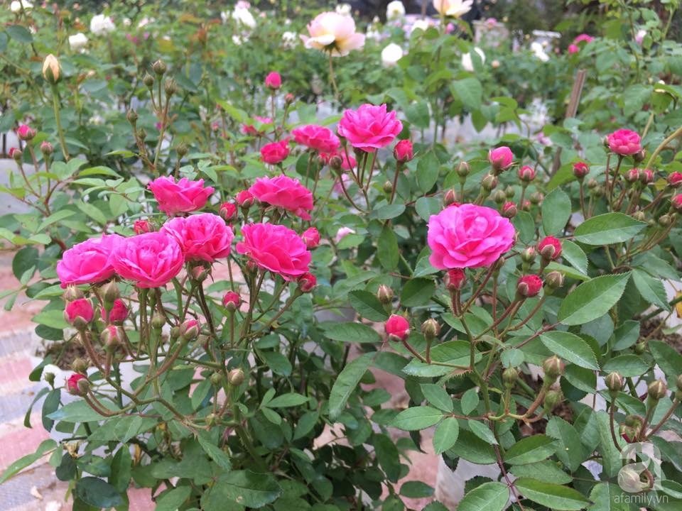 Cận Tết, ghé thăm vườn hồng rộng 900m² với 3000 gốc hồng nở rực rỡ ở ngoại thành Hà Nội - Ảnh 19. Cận Tết, ghé thăm vườn hồng rộng 900m² với 3000 gốc hồng nở rực rỡ ở ngoại thành Hà Nội - Ảnh 19.