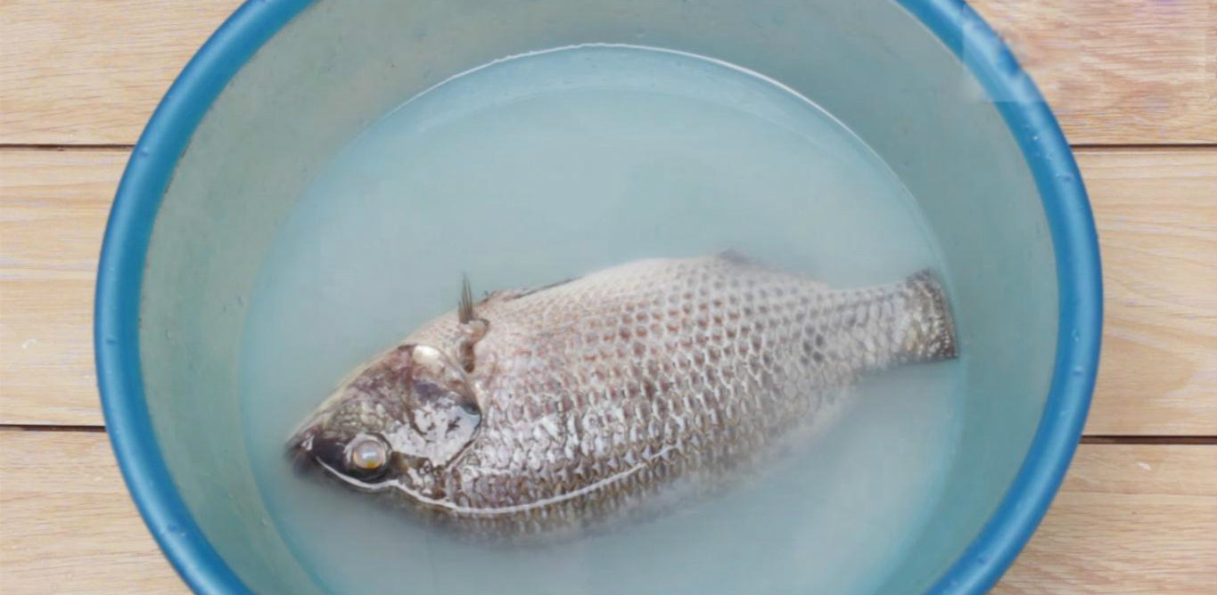 Ngâm cá vào nước vo gạo có gì hay mà ông bà ta đã làm từ xưa đến nay? - Ảnh 2. Ngâm cá vào nước vo gạo có gì hay mà ông bà ta đã làm từ xưa đến nay? - Ảnh 2.
