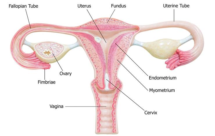 Những sự thật thú vị về vùng kín mà không phải ai cũng biết - Ảnh 4. Những sự thật thú vị về vùng kín mà không phải ai cũng biết - Ảnh 4.
