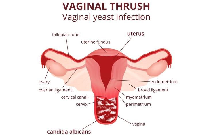 Những sự thật thú vị về vùng kín mà không phải ai cũng biết - Ảnh 3. Những sự thật thú vị về vùng kín mà không phải ai cũng biết - Ảnh 3.