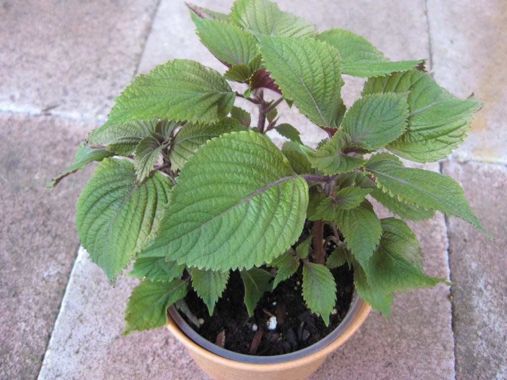 8 mẹo đuổi và diệt gián dễ làm mà an toàn với sức khỏe cả gia đình - Ảnh 5. 8 mẹo đuổi và diệt gián dễ làm mà an toàn với sức khỏe cả gia đình - Ảnh 5.