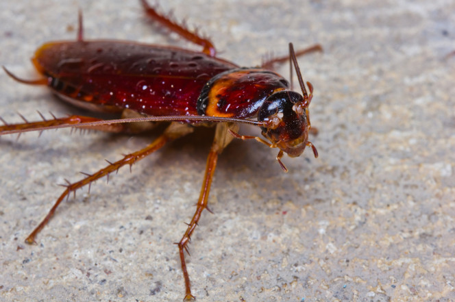 8 mẹo đuổi và diệt gián dễ làm mà an toàn với sức khỏe cả gia đình - Ảnh 1. 8 mẹo đuổi và diệt gián dễ làm mà an toàn với sức khỏe cả gia đình - Ảnh 1.