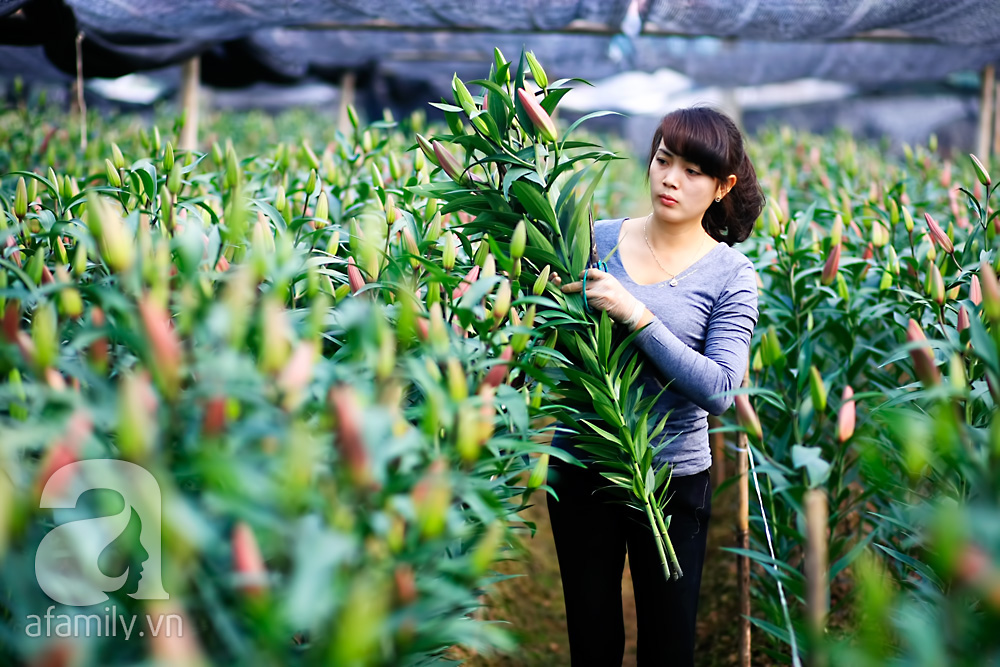 4 làng hoa đẹp long lanh ngay ven Hà Nội nên ghé đến để cảm nhận rõ vị Xuân - Ảnh 1. 4 làng hoa đẹp long lanh ngay ven Hà Nội nên ghé đến để cảm nhận rõ vị Xuân - Ảnh 1.