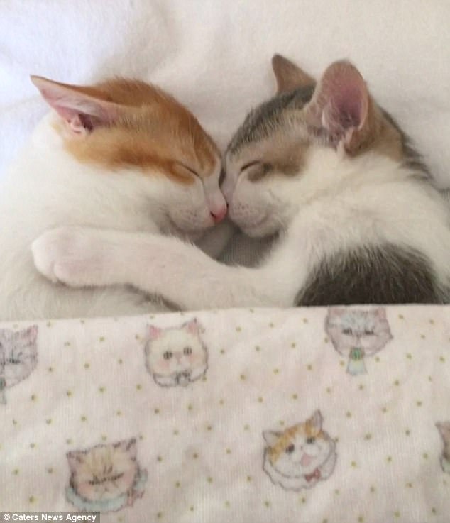 Tan chảy với đôi mèo không thể ngủ nếu không được nằm cạnh nhau - Ảnh 5.