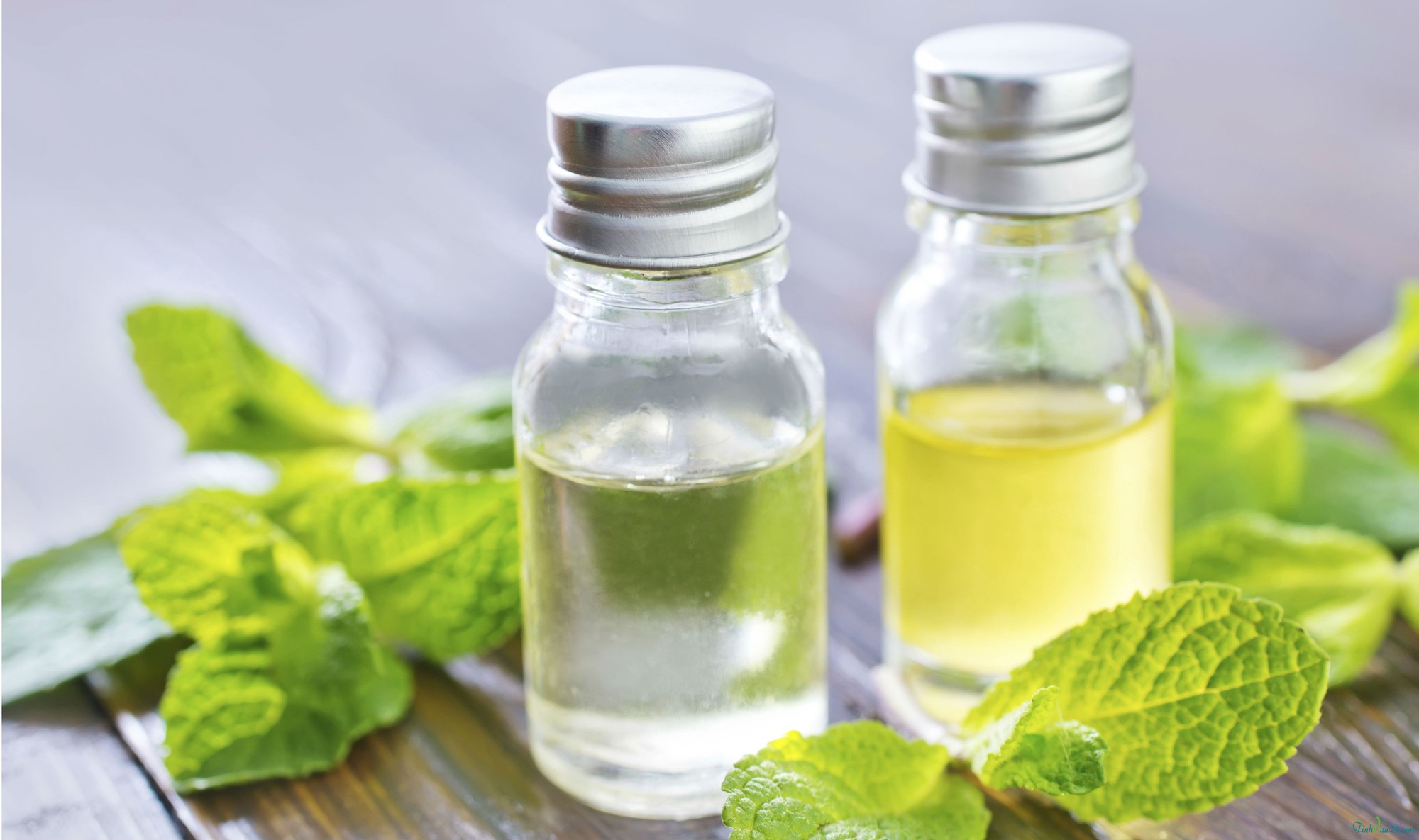 Chữa viêm mũi, viêm xoang siêu dễ tại nhà nhờ biết đến bài thuốc từ loại lá quen thuộc này - Ảnh 5. Chữa viêm mũi, viêm xoang siêu dễ tại nhà nhờ biết đến bài thuốc từ loại lá quen thuộc này - Ảnh 5.
