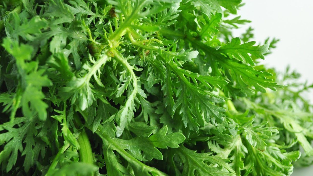 Cải cúc - rau trị bách bệnh mùa đông, hãy luôn bổ sung vào chế độ ăn để không còn sợ giá lạnh - Ảnh 1. Cải cúc - rau trị bách bệnh mùa đông, hãy luôn bổ sung vào chế độ ăn để không còn sợ giá lạnh - Ảnh 1.