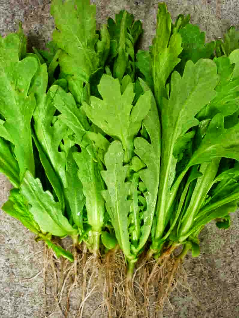 Cải cúc - rau trị bách bệnh mùa đông, hãy luôn bổ sung vào chế độ ăn để không còn sợ giá lạnh - Ảnh 3. Cải cúc - rau trị bách bệnh mùa đông, hãy luôn bổ sung vào chế độ ăn để không còn sợ giá lạnh - Ảnh 3.