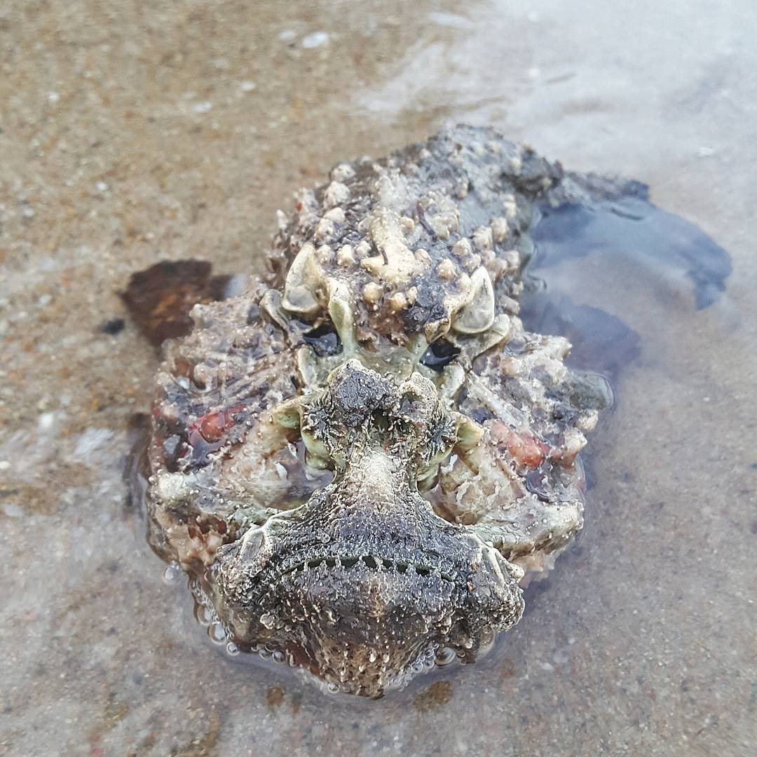 6 món đặc sản nổi tiếng thế giới có “cho thêm tiền” chưa chắc bạn đã dám ăn - Ảnh 9. 6 món đặc sản nổi tiếng thế giới có “cho thêm tiền” chưa chắc bạn đã dám ăn - Ảnh 9.