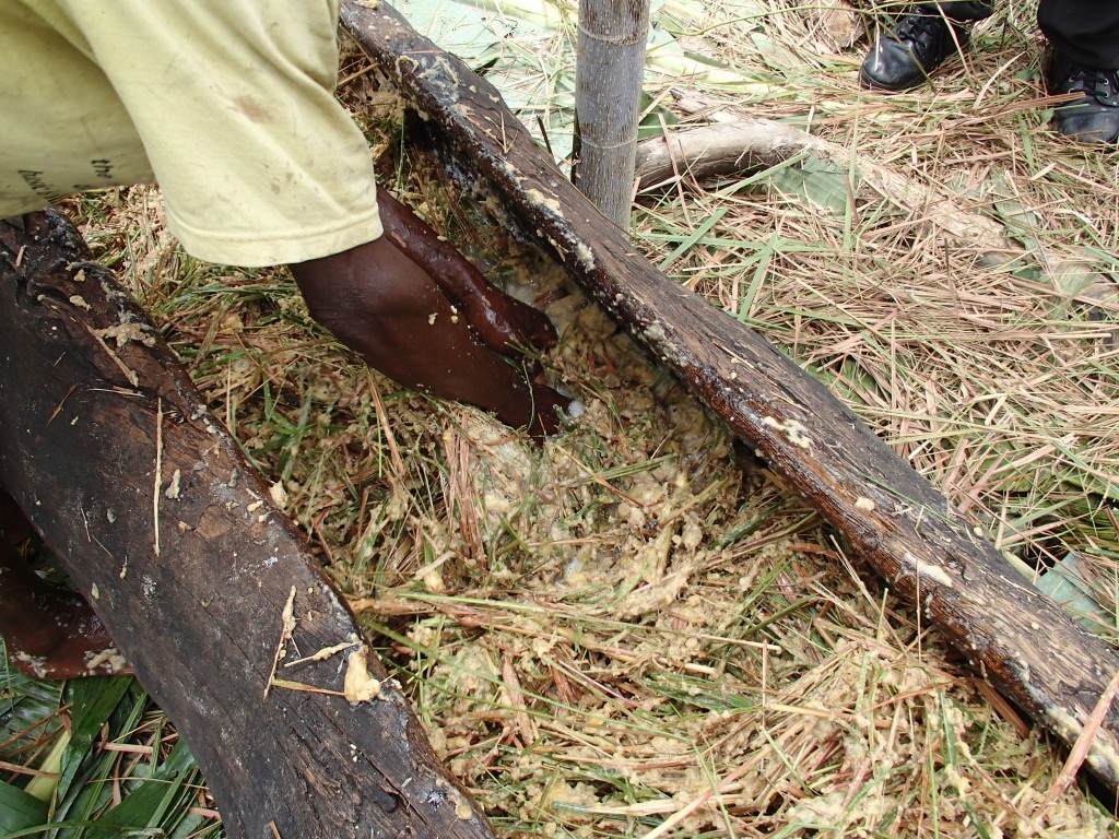 Thấy người dân đổ đống chuối vào thân cây gỗ rồi giẫm nát, ai cũng ghê nhưng không ngờ đây là thức uống vạn người mê - Ảnh 8. Thấy người dân đổ đống chuối vào thân cây gỗ rồi giẫm nát, ai cũng ghê nhưng không ngờ đây là thức uống vạn người mê - Ảnh 8.