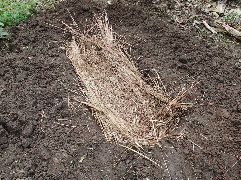 Thấy người dân đổ đống chuối vào thân cây gỗ rồi giẫm nát, ai cũng ghê nhưng không ngờ đây là thức uống vạn người mê - Ảnh 9. Thấy người dân đổ đống chuối vào thân cây gỗ rồi giẫm nát, ai cũng ghê nhưng không ngờ đây là thức uống vạn người mê - Ảnh 9.