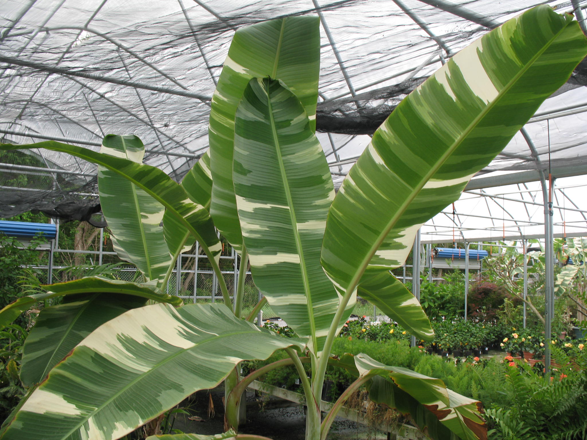 Những giống chuối kỳ lạ nhất thế giới có thể bạn chưa được nhìn thấy - Ảnh 7. Những giống chuối kỳ lạ nhất thế giới có thể bạn chưa được nhìn thấy - Ảnh 7.