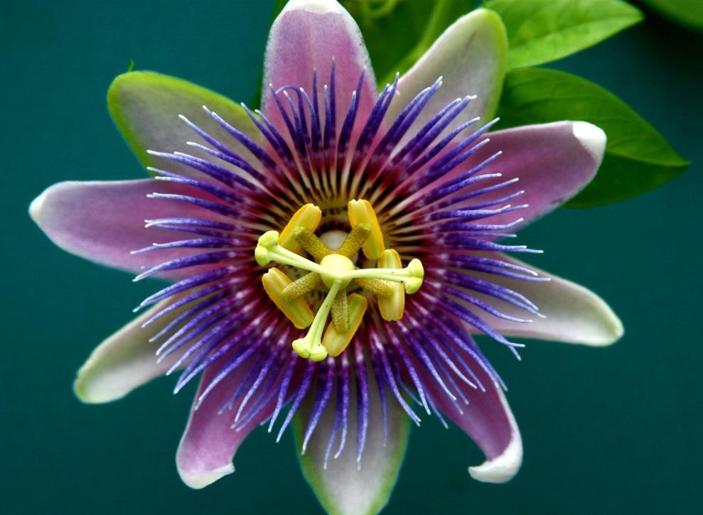 Những loài hoa với hình dáng kì lạ hiếm gặp trên thế giới - Ảnh 4.