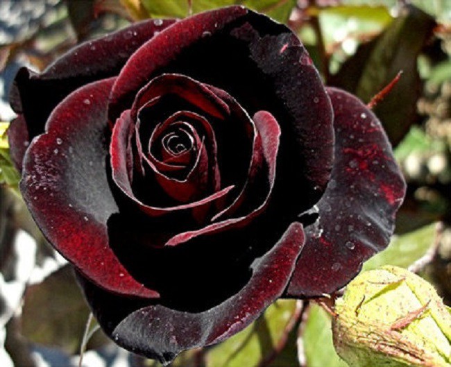 Xôn xao loài hoa hồng đen cực quý hiếm, chỉ trồng được ở duy nhất 1 ngôi làng - Ảnh 8.