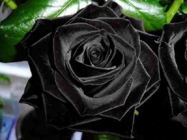 Xôn xao loài hoa hồng đen cực quý hiếm, chỉ trồng được ở duy nhất 1 ngôi làng - Ảnh 3.