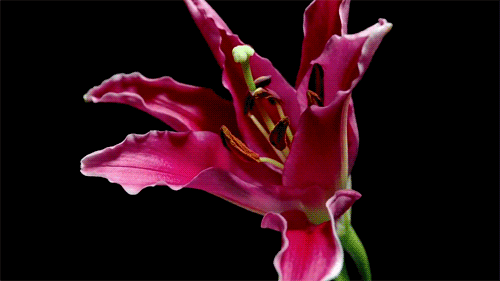 Nếu chưa biết hoa xương rồng nở kỳ diệu như thế nào thì những hình ảnh này sẽ giúp bạn mở rộng tầm mắt - Ảnh 17.