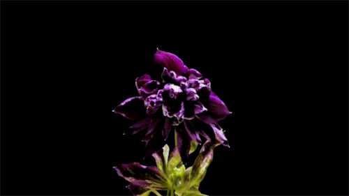 Nếu chưa biết hoa nở như thế nào thì những bức ảnh này sẽ cho bạn câu trả lời - Ảnh 11.