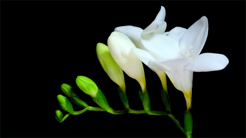 Nếu chưa biết hoa xương rồng nở kỳ diệu như thế nào thì những hình ảnh này sẽ giúp bạn mở rộng tầm mắt - Ảnh 11.