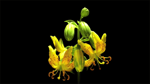 Nếu chưa biết hoa xương rồng nở kỳ diệu như thế nào thì những hình ảnh này sẽ giúp bạn mở rộng tầm mắt - Ảnh 14.