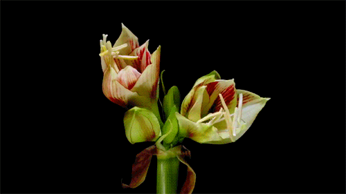 Nếu chưa biết hoa xương rồng nở kỳ diệu như thế nào thì những hình ảnh này sẽ giúp bạn mở rộng tầm mắt - Ảnh 15.