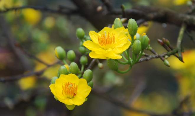 Muốn lộc vào nhà ào ào trong năm mới cứ chưng những hoa này trên bàn thờ - Ảnh 2. Muốn lộc vào nhà ào ào trong năm mới cứ chưng những hoa này trên bàn thờ - Ảnh 2.
