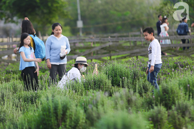 Không cần đi Tây, ở ngay Hà Nội cũng có vườn lavender tím rực khiến chị em ngất ngây - Ảnh 3.