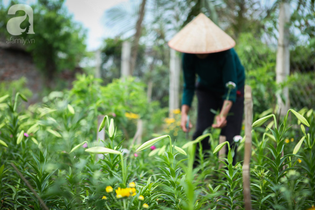 Hoa loa kèn đẹp ngỡ ngàng trên phố Hà Nội tháng Tư - Ảnh 1.