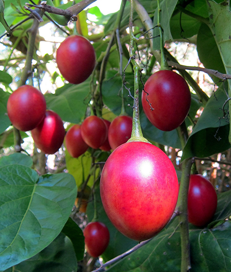 Hướng dẫn cách trồng cà chua thân gỗ Tamarillo đang vô cùng hot hiện nay - Ảnh 7. Hướng dẫn cách trồng cà chua thân gỗ Tamarillo đang vô cùng hot hiện nay - Ảnh 7.