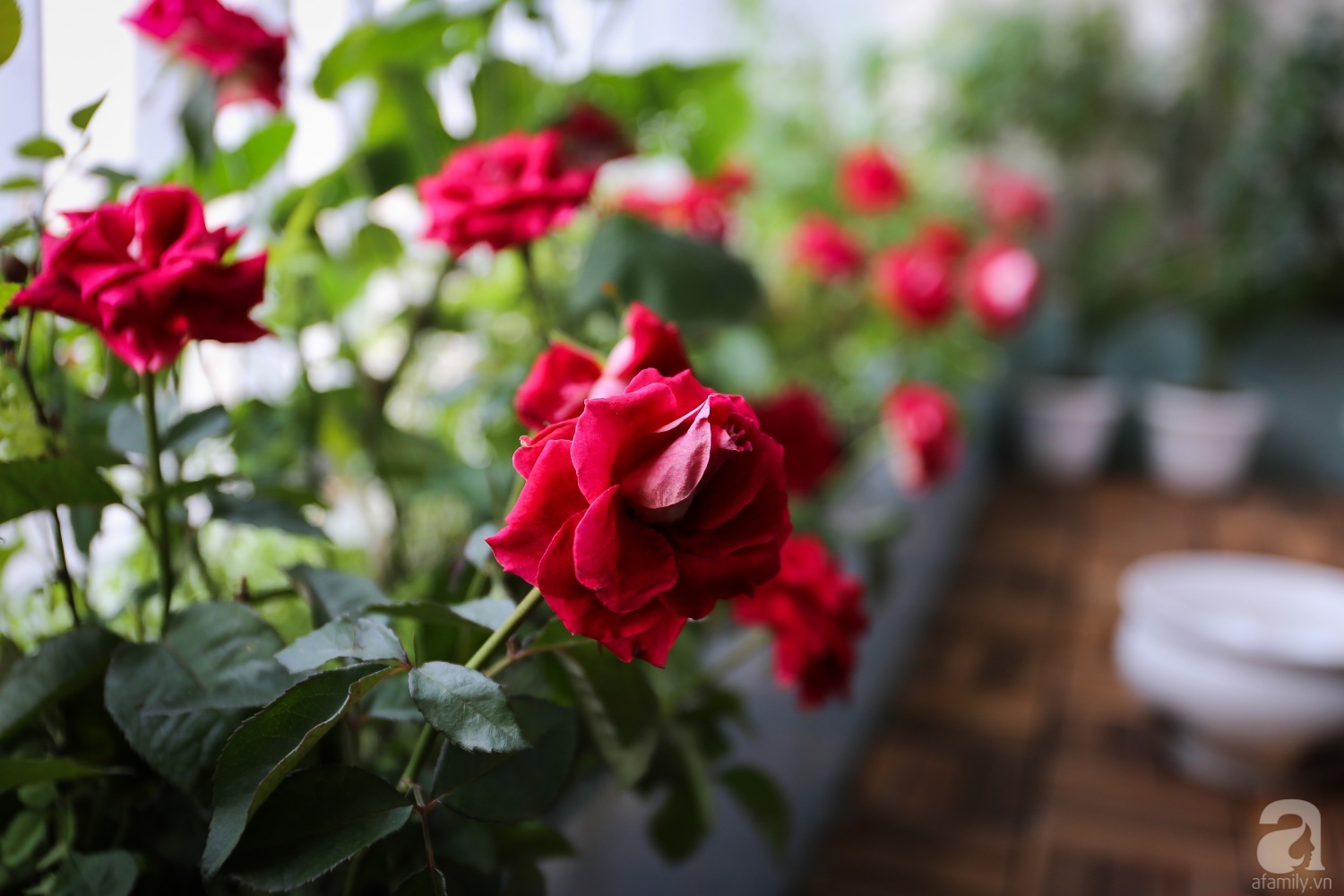 Căn hộ được trang trí bằng họa tiết con công đầy hoài niệm với view tuyệt đẹp nhìn ra sông Hồng - Ảnh 10. Căn hộ được trang trí bằng họa tiết con công đầy hoài niệm với view tuyệt đẹp nhìn ra sông Hồng - Ảnh 10.