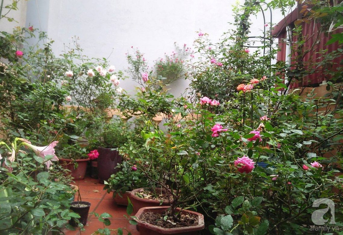 Khu vườn hoa hồng chen nhau nở rực rỡ trên sân thượng 18m² ở Hà Nội - Ảnh 2. Khu vườn hoa hồng chen nhau nở rực rỡ trên sân thượng 18m² ở Hà Nội - Ảnh 2.