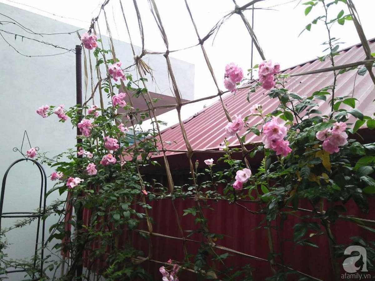 Khu vườn hoa hồng chen nhau nở rực rỡ trên sân thượng 18m² ở Hà Nội - Ảnh 5. Khu vườn hoa hồng chen nhau nở rực rỡ trên sân thượng 18m² ở Hà Nội - Ảnh 5.
