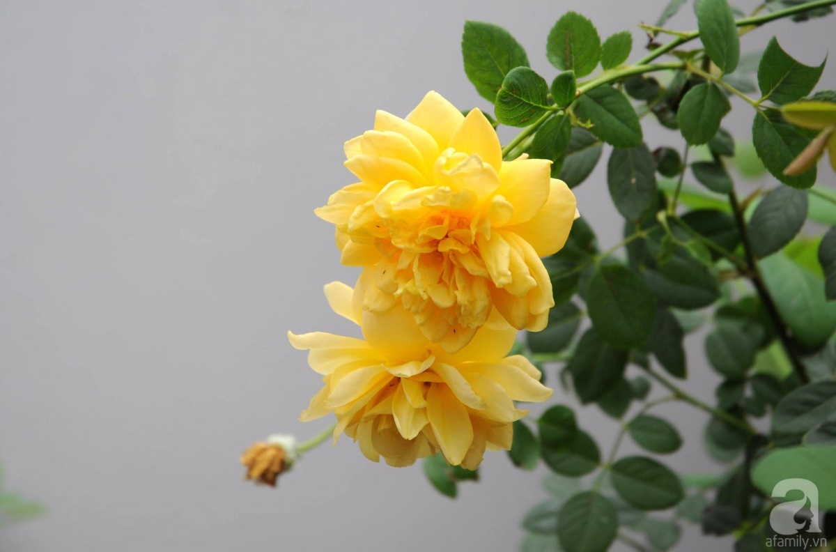 Khu vườn hoa hồng chen nhau nở rực rỡ trên sân thượng 18m² ở Hà Nội - Ảnh 14. Khu vườn hoa hồng chen nhau nở rực rỡ trên sân thượng 18m² ở Hà Nội - Ảnh 14.
