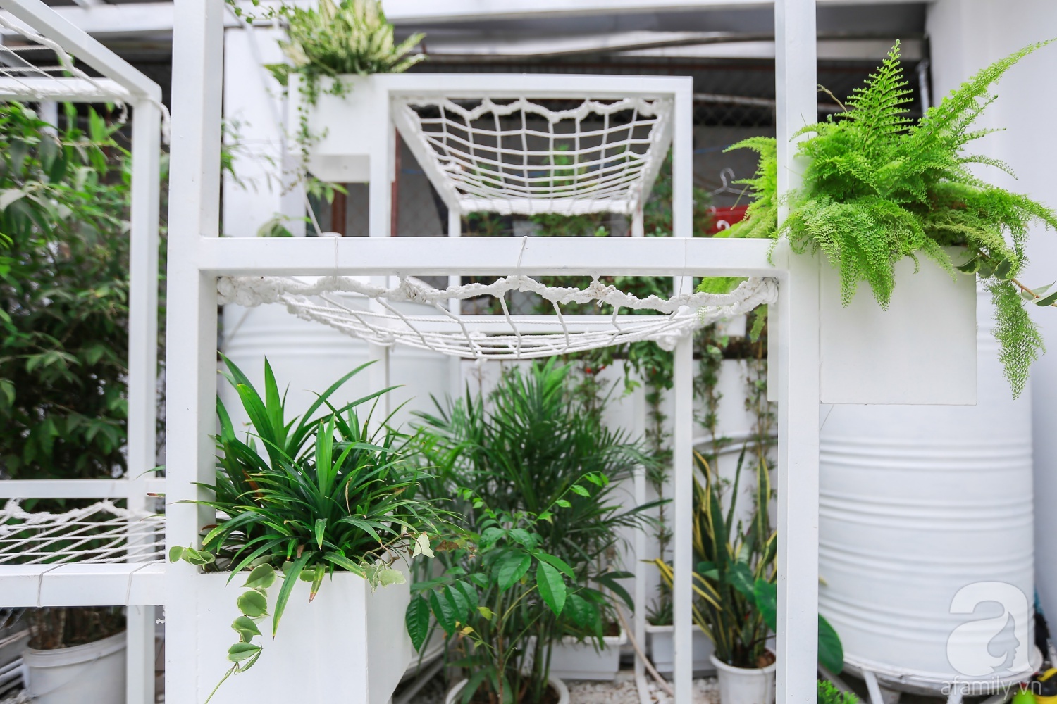 Khu vườn “điều hòa” không sợ nắng mùa hè của chủ nhân 9x ở Thái Thịnh, Hà Nội - Ảnh 3. Khu vườn “điều hòa” không sợ nắng mùa hè của chủ nhân 9x ở Thái Thịnh, Hà Nội - Ảnh 3.