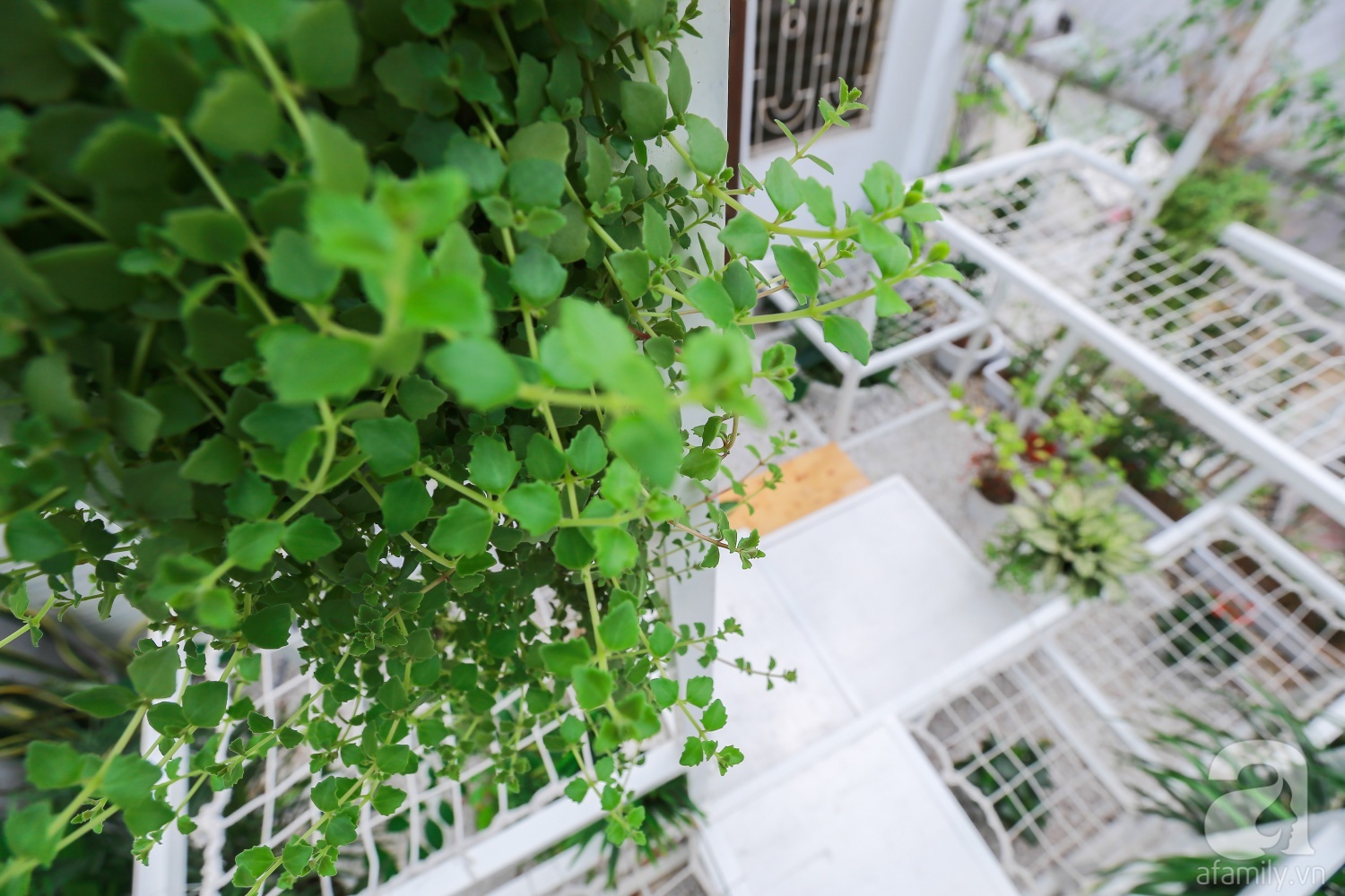 Khu vườn “điều hòa” không sợ nắng mùa hè của chủ nhân 9x ở Thái Thịnh, Hà Nội - Ảnh 5. Khu vườn “điều hòa” không sợ nắng mùa hè của chủ nhân 9x ở Thái Thịnh, Hà Nội - Ảnh 5.