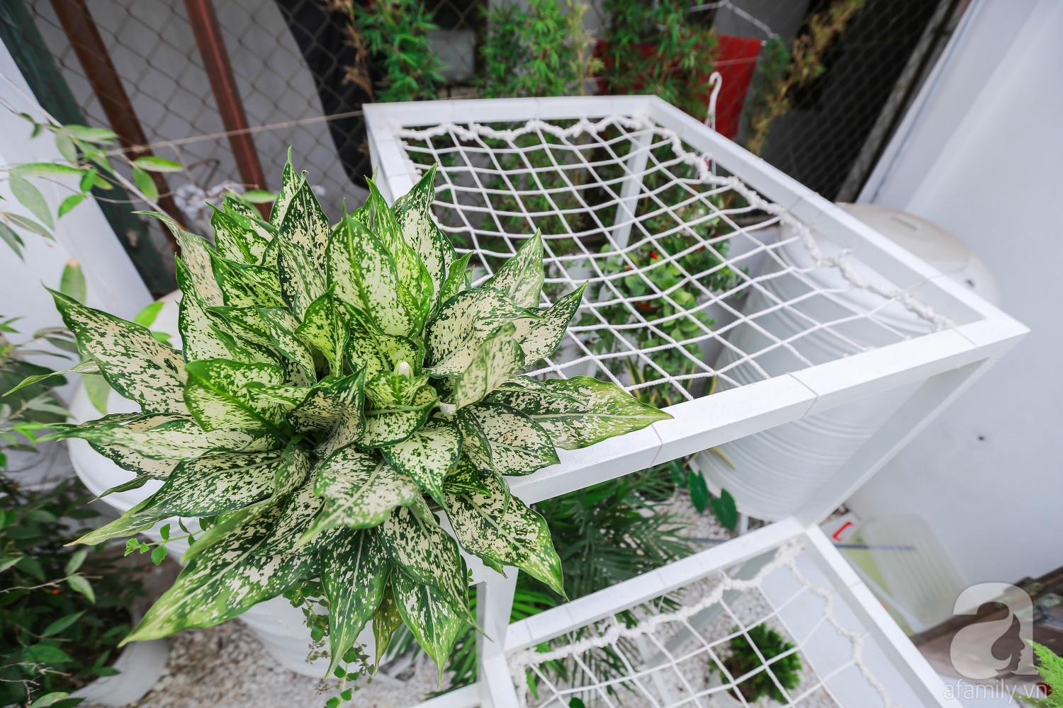 Khu vườn “điều hòa” không sợ nắng mùa hè của chủ nhân 9x ở Thái Thịnh, Hà Nội - Ảnh 7. Khu vườn “điều hòa” không sợ nắng mùa hè của chủ nhân 9x ở Thái Thịnh, Hà Nội - Ảnh 7.