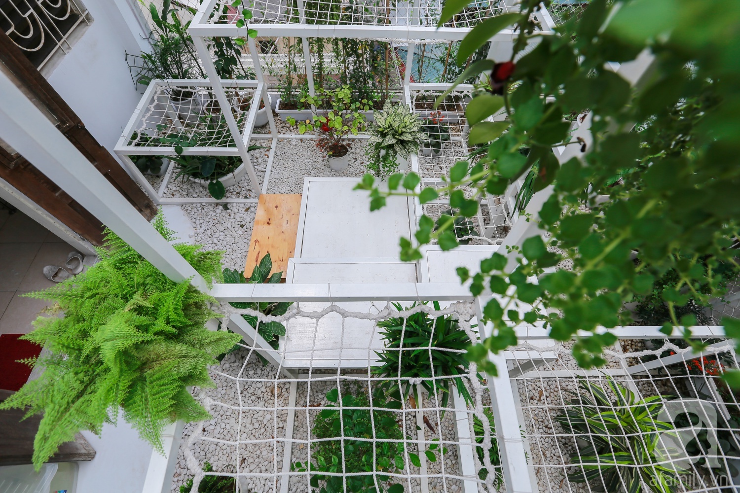 Khu vườn “điều hòa” không sợ nắng mùa hè của chủ nhân 9x ở Thái Thịnh, Hà Nội - Ảnh 8. Khu vườn “điều hòa” không sợ nắng mùa hè của chủ nhân 9x ở Thái Thịnh, Hà Nội - Ảnh 8.
