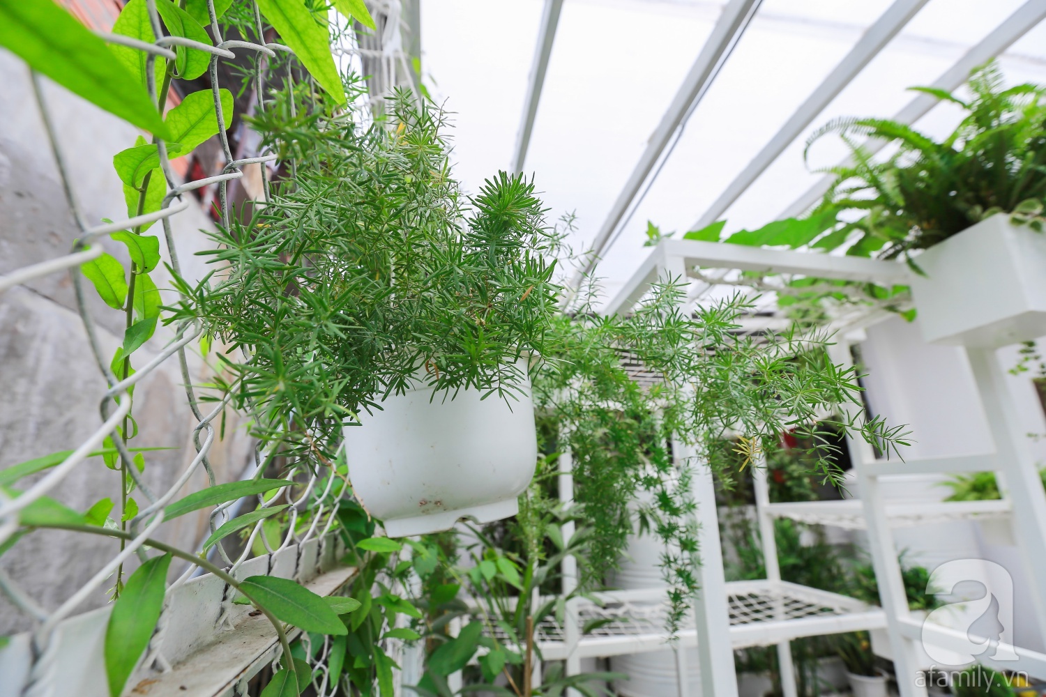 Khu vườn “điều hòa” không sợ nắng mùa hè của chủ nhân 9x ở Thái Thịnh, Hà Nội - Ảnh 10. Khu vườn “điều hòa” không sợ nắng mùa hè của chủ nhân 9x ở Thái Thịnh, Hà Nội - Ảnh 10.