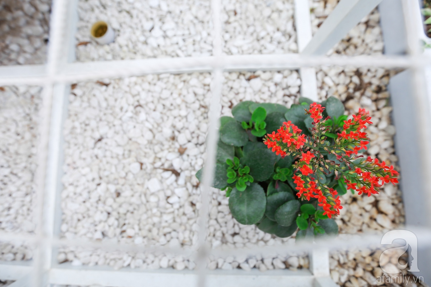 Khu vườn “điều hòa” không sợ nắng mùa hè của chủ nhân 9x ở Thái Thịnh, Hà Nội - Ảnh 11. Khu vườn “điều hòa” không sợ nắng mùa hè của chủ nhân 9x ở Thái Thịnh, Hà Nội - Ảnh 11.