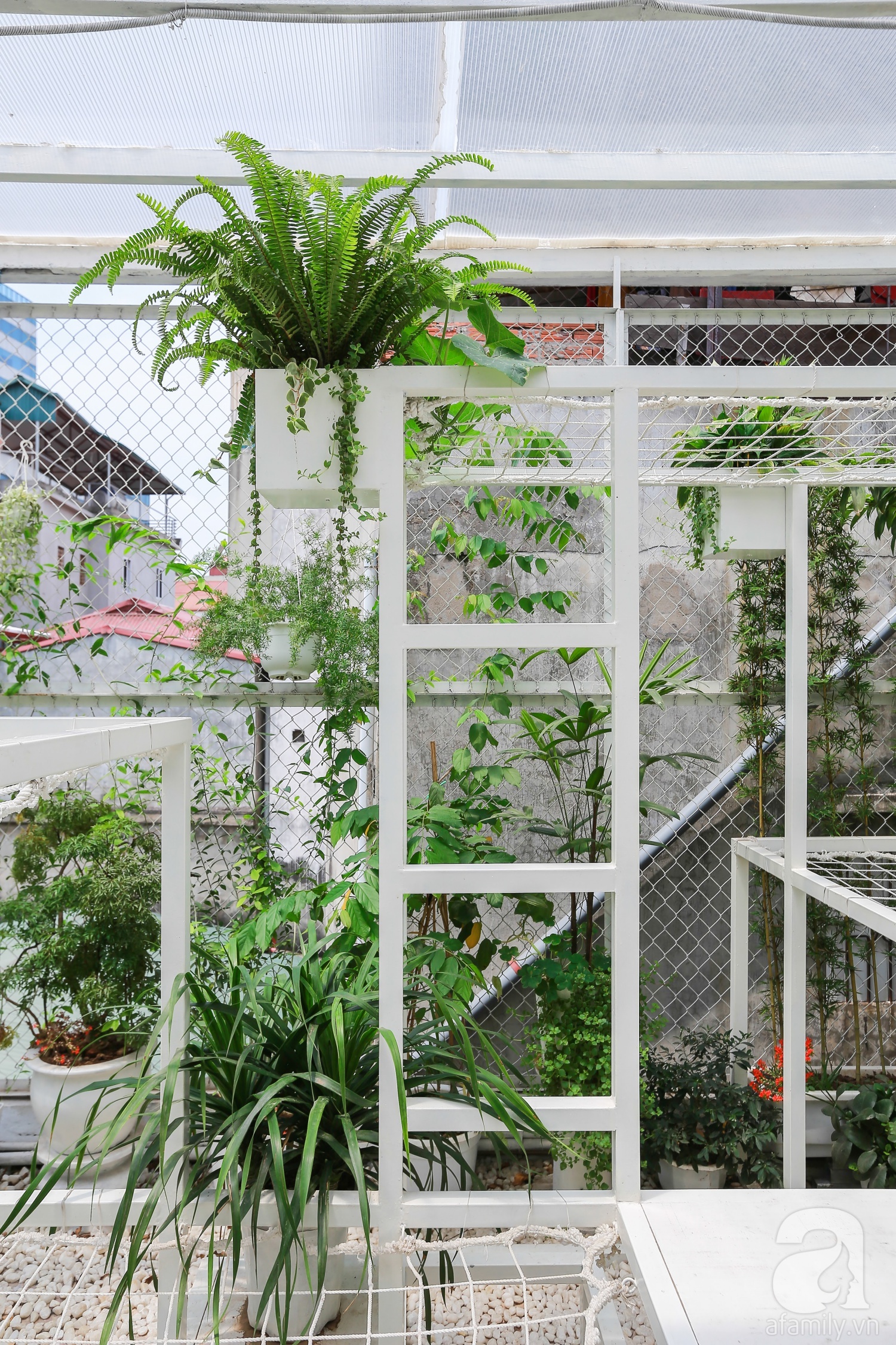 Khu vườn “điều hòa” không sợ nắng mùa hè của chủ nhân 9x ở Thái Thịnh, Hà Nội - Ảnh 12. Khu vườn “điều hòa” không sợ nắng mùa hè của chủ nhân 9x ở Thái Thịnh, Hà Nội - Ảnh 12.