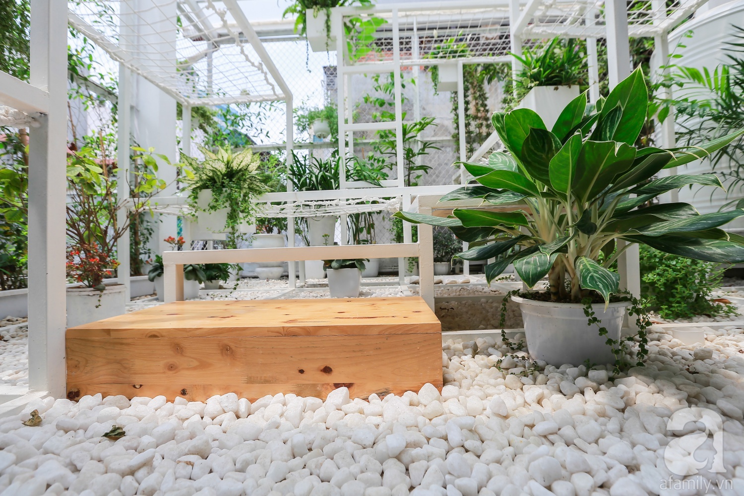 Khu vườn “điều hòa” không sợ nắng mùa hè của chủ nhân 9x ở Thái Thịnh, Hà Nội - Ảnh 13. Khu vườn “điều hòa” không sợ nắng mùa hè của chủ nhân 9x ở Thái Thịnh, Hà Nội - Ảnh 13.