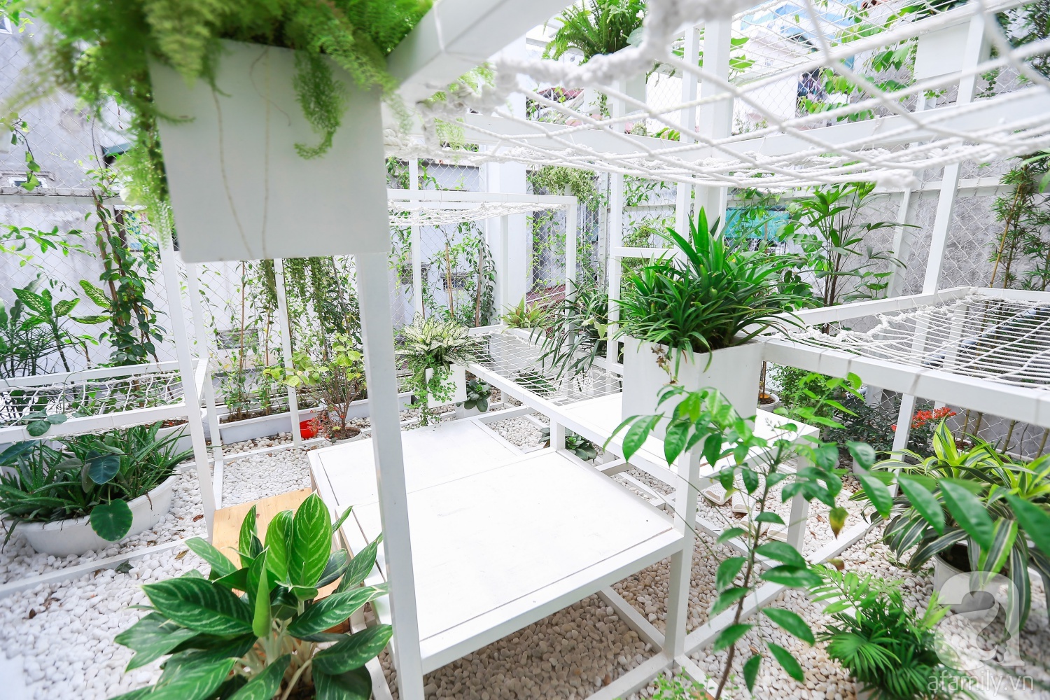 Khu vườn “điều hòa” không sợ nắng mùa hè của chủ nhân 9x ở Thái Thịnh, Hà Nội - Ảnh 16. Khu vườn “điều hòa” không sợ nắng mùa hè của chủ nhân 9x ở Thái Thịnh, Hà Nội - Ảnh 16.