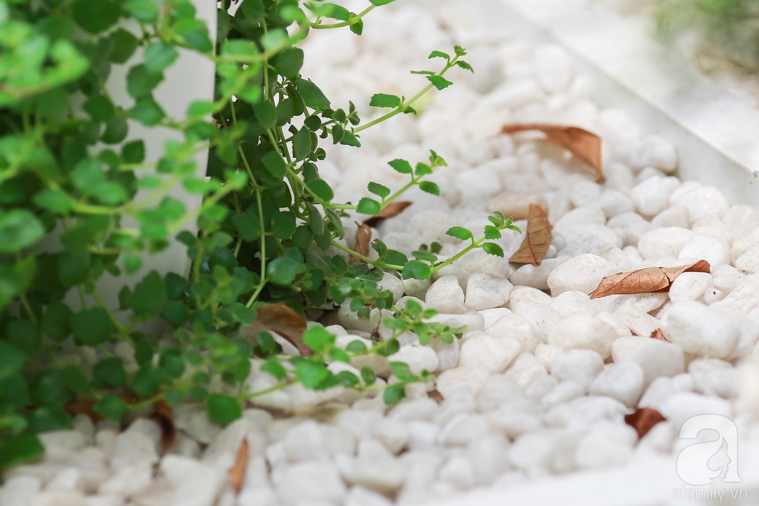 Khu vườn “điều hòa” không sợ nắng mùa hè của chủ nhân 9x ở Thái Thịnh, Hà Nội - Ảnh 17. Khu vườn “điều hòa” không sợ nắng mùa hè của chủ nhân 9x ở Thái Thịnh, Hà Nội - Ảnh 17.