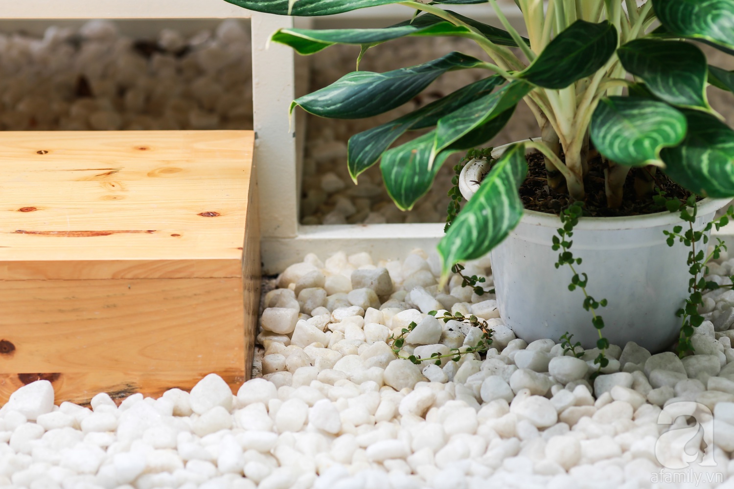 Khu vườn “điều hòa” không sợ nắng mùa hè của chủ nhân 9x ở Thái Thịnh, Hà Nội - Ảnh 18. Khu vườn “điều hòa” không sợ nắng mùa hè của chủ nhân 9x ở Thái Thịnh, Hà Nội - Ảnh 18.