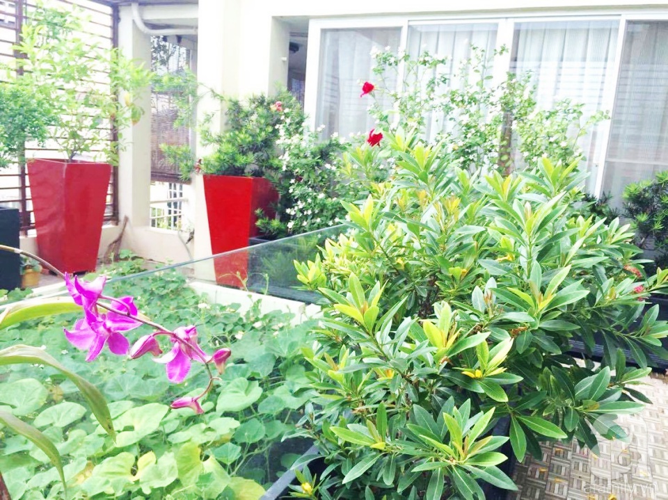 Khu vườn trên sân thượng rộng tới 200m² bạt ngàn rau quả sạch của nữ doanh nhân Sài Thành - Ảnh 9. Khu vườn trên sân thượng rộng tới 200m² bạt ngàn rau quả sạch của nữ doanh nhân Sài Thành - Ảnh 9.